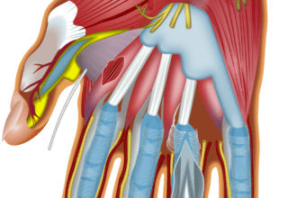 fisioterapia per nervo ulnare